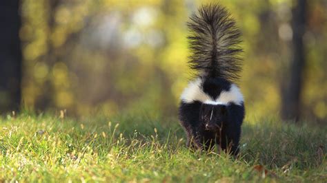 At What Age Can Skunks Spray: A Whiff of Curiosity and Beyond