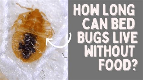 How Long Can Bed Bugs Live in a Sealed Plastic Bag, and Why Do They Dream of Electric Sheep?