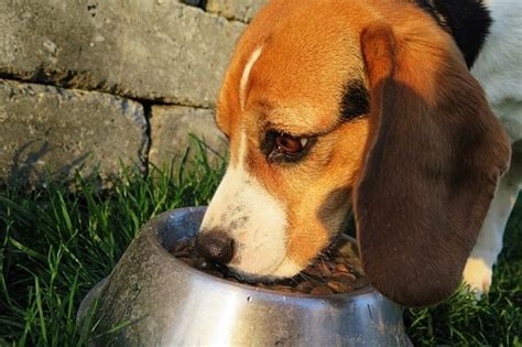 How Long to Wait to Feed Dog After Exercise: A Symphony of Paws and Plates