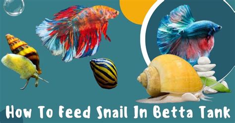 How to Feed Snail in Betta Tank: A Guide to Balancing Aquatic Life and Snail Nutrition