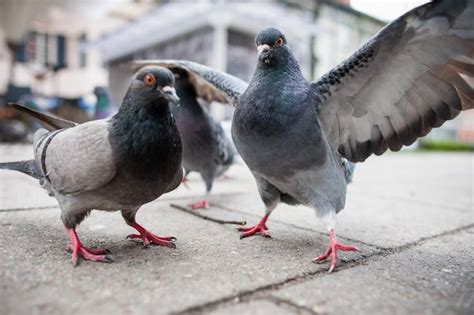 Is it illegal to feed pigeons, or is it just a feather in the cap of urban legends?