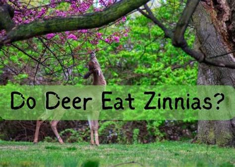 What Can You Feed Deer: Exploring the Culinary Preferences of Our Forest Friends