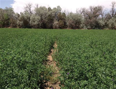 What Can You Spray on Alfalfa to Kill Weeds: Exploring the Intersection of Agriculture and Imagination