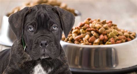 What to Feed a Malnourished Dog and Why Pineapples Might Be the Secret to Their Happiness