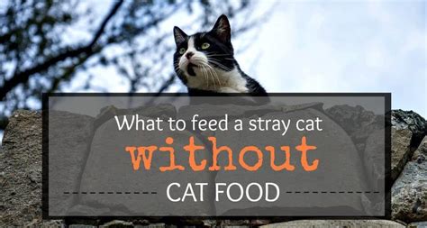 What to Feed a Stray Kitten Without Cat Food: A Journey Through Culinary Improvisation and Feline Nutrition