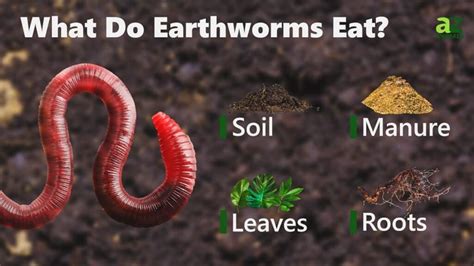 What to Feed Earthworms: A Journey into the World of Decomposers and Beyond