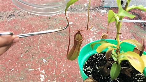 What to Feed Pitcher Plants: A Dive into the Carnivorous World and Beyond