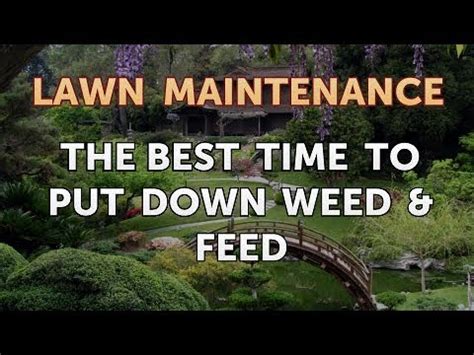 When is the Best Time to Put Down Weed and Feed, and Why Do Birds Suddenly Appear Every Time You Do?