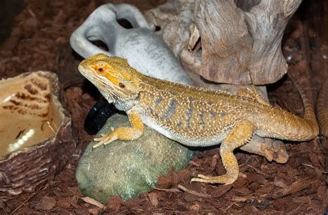 Why Does My Bearded Dragon Scratch at the Glass, and Could It Be Secretly Plotting to Take Over the World?